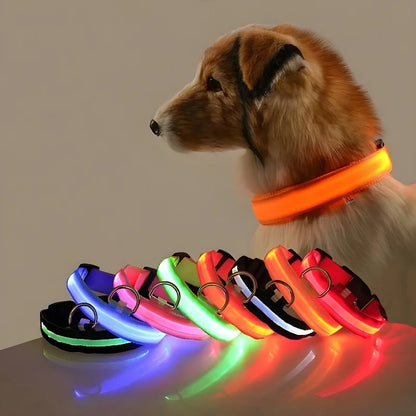 Night Glow Dog Collar