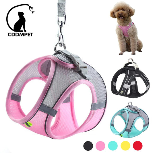 Harness Leash Set 